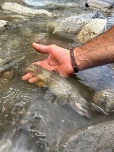 Brown Trout