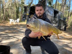 Mirror Carp