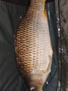 Common Carp