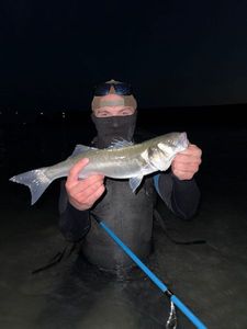 European Bass (Seabass)