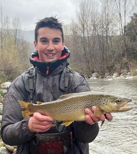 Brown Trout