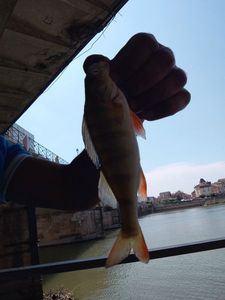 European Perch