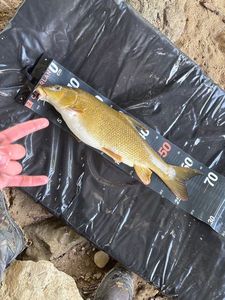 Barbel