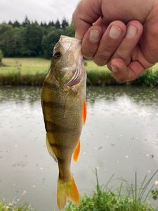European Perch