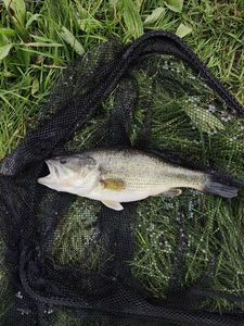 Largemouth Bass