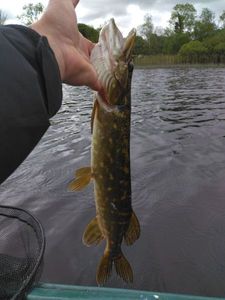 Northern Pike