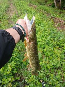 Northern Pike