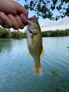 Largemouth Bass