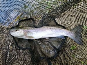 Rainbow Trout