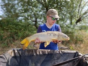 Common Carp