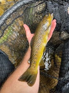 Brown Trout gevangen door Pêcheur Nomade