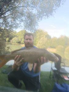 Common Carp