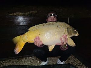 Mirror Carp