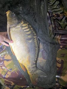 Mirror Carp