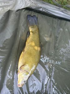 Tench