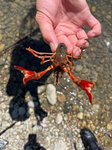 Red Swamp Crayfish