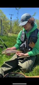 Brown Trout
