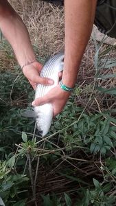 Thicklip Grey Mullet