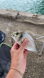Gilthead Seabream