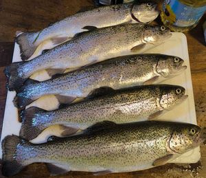 Rainbow Trout