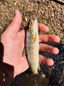 Brown Trout