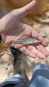 Gudgeon