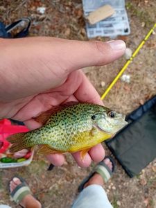 Green Sunfish