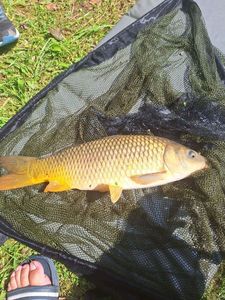 Common Carp
