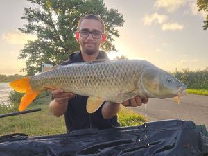 Common Carp