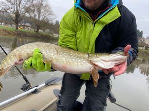 Northern Pike