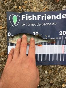 European Perch