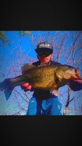 Largemouth Bass