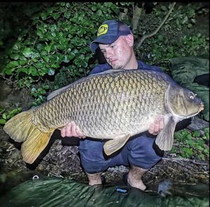 Common Carp