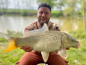 Common Carp