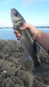 European Bass (Seabass)