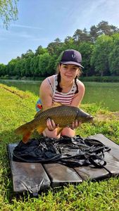 Common Carp