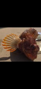 Red Scorpionfish