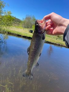 Rainbow Trout