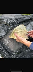 Crucian Carp