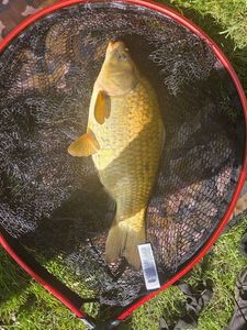 Common Carp