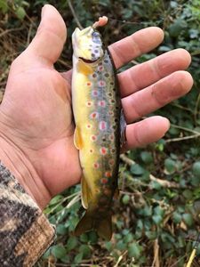 Brown Trout