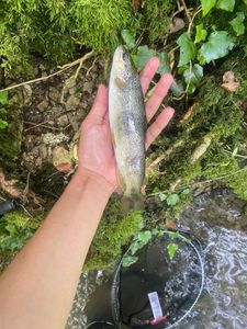 Brown Trout