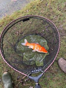 Koï Fish