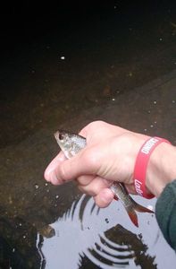 Roach