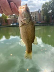 Largemouth Bass