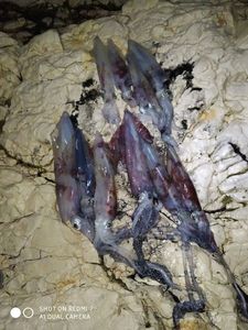 European Squid