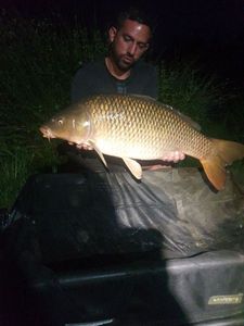 Common Carp