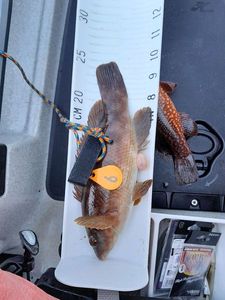Ballan Wrasse