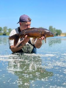 Mirror Carp