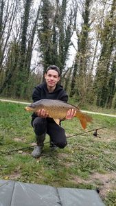 Common Carp